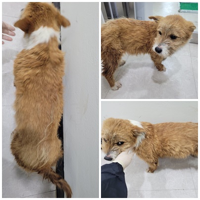 논산시 동물보호센터_444454202400320