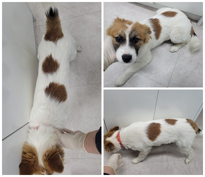 논산시 동물보호센터_444454202400323