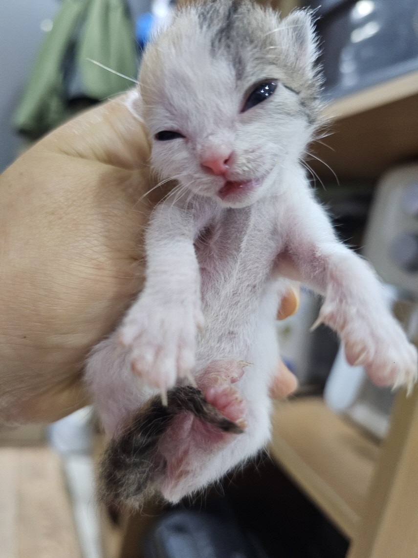 보령길고양이보호협회_444451202400520