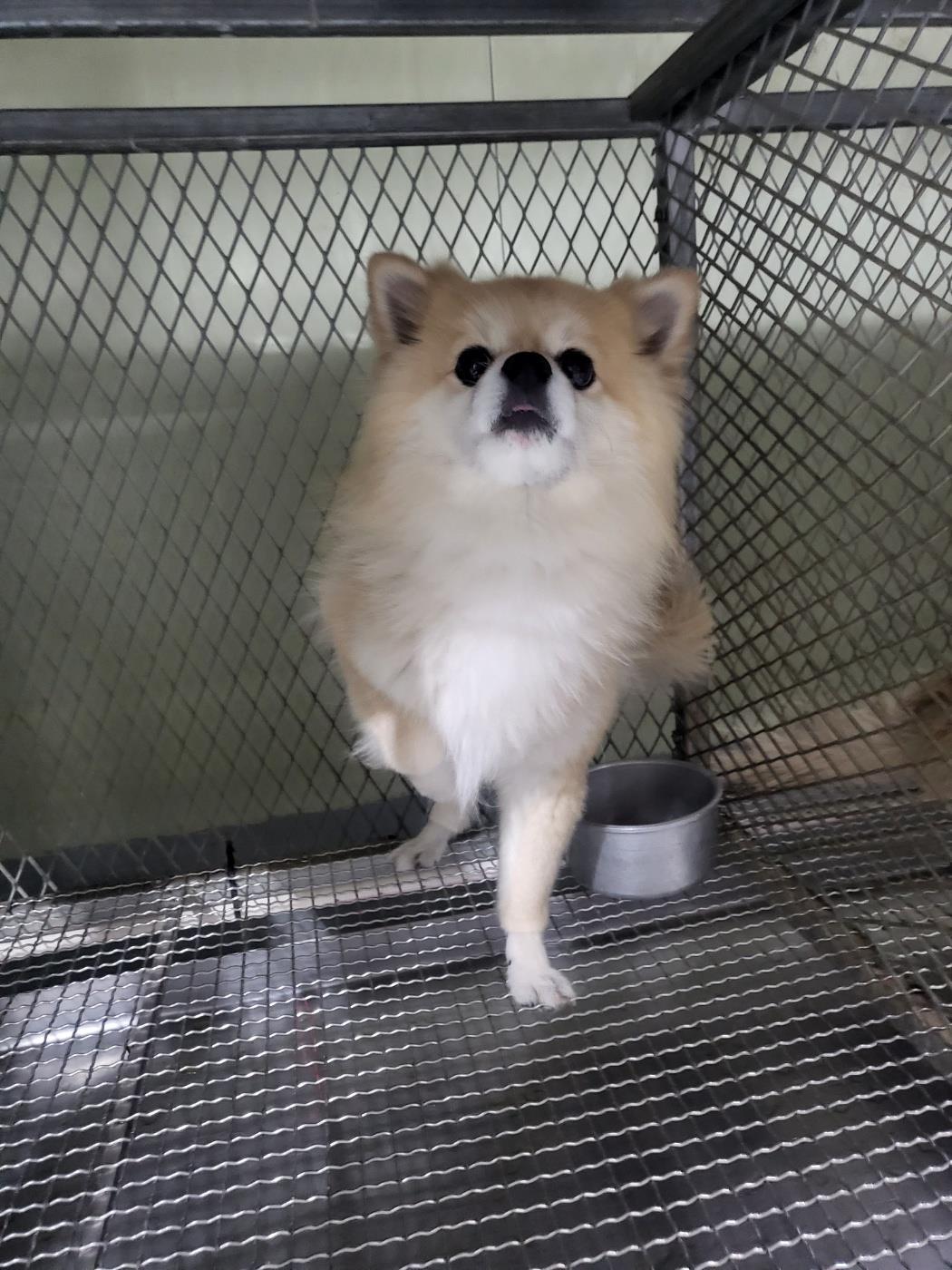 (사)하얀비둘기_426334202400148