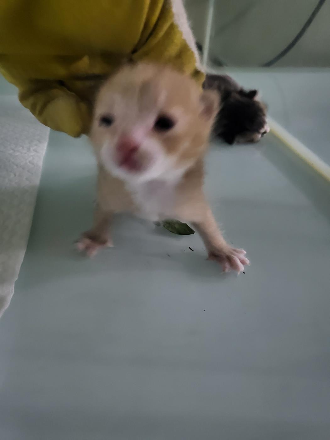 (사)하얀비둘기_426334202400143