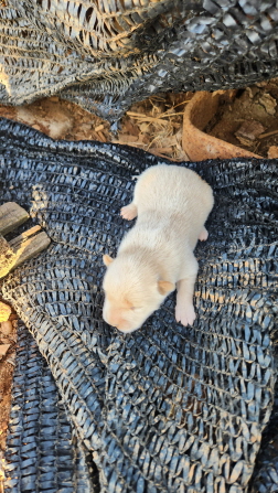 익산유기동물보호소_445468202401178