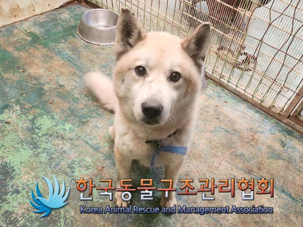 종료(반환) 믹스견…