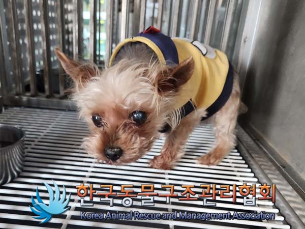 종료(반환) 요크셔…
