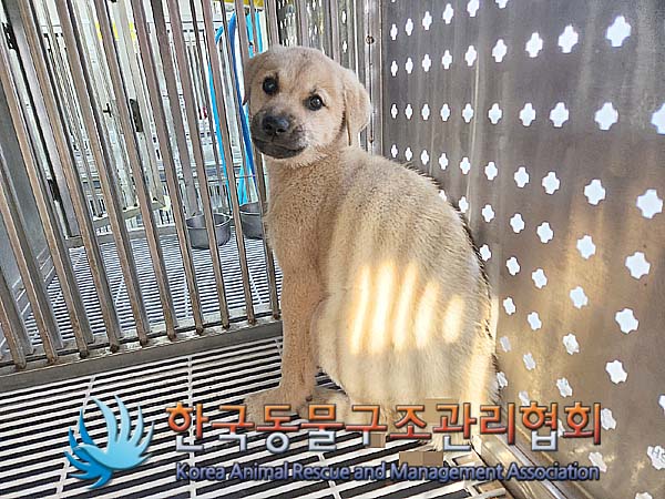 종료(안락사) 믹스…