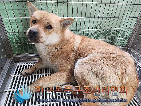 한국동물구조관리협회_441409202400568