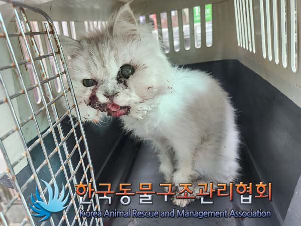 한국동물구조관리협회_411322202400214