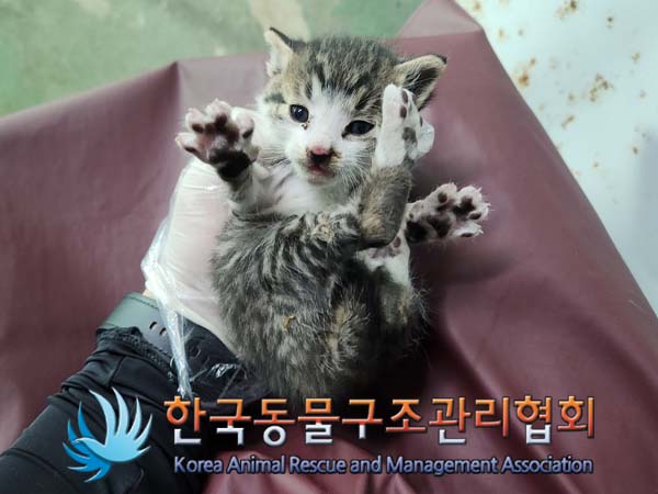 한국동물구조관리협회_411311202400320
