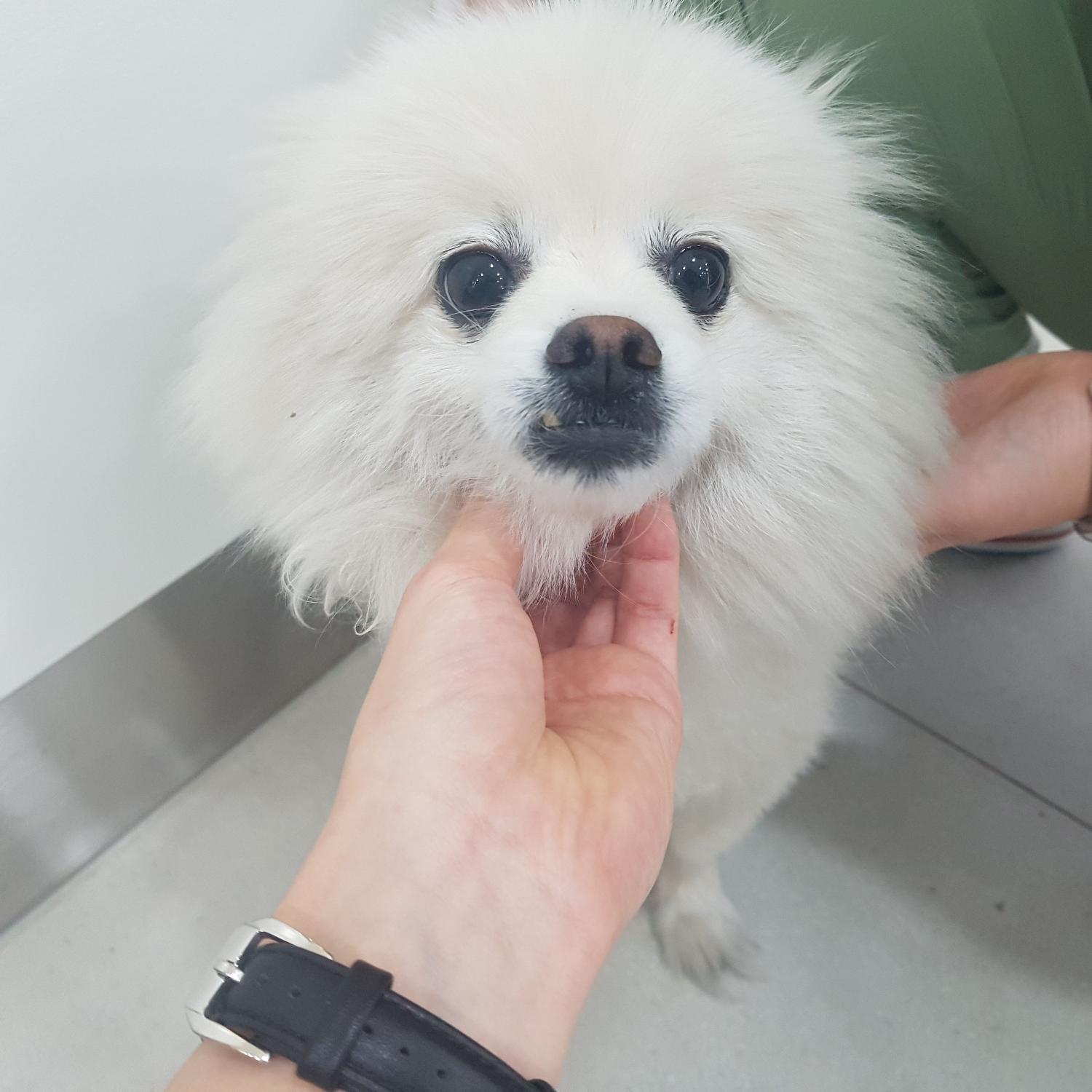 링크늘푸른동물병원_445464202401530