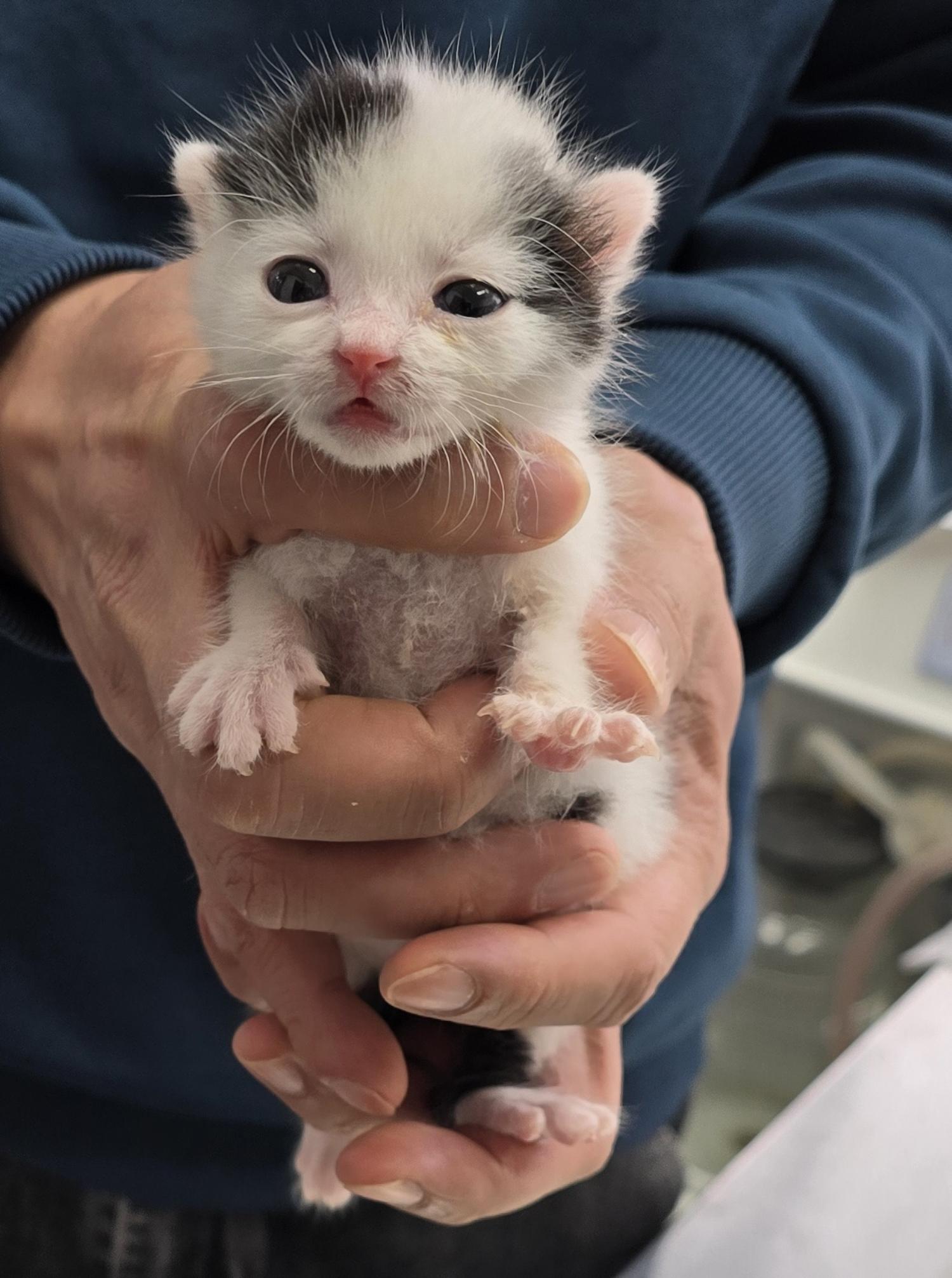 보호중 한국 고양이…