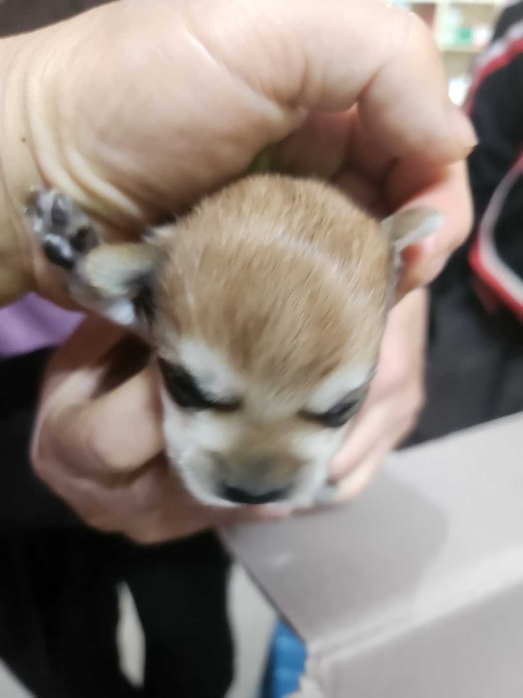 예산동물보호센터_444461202400350