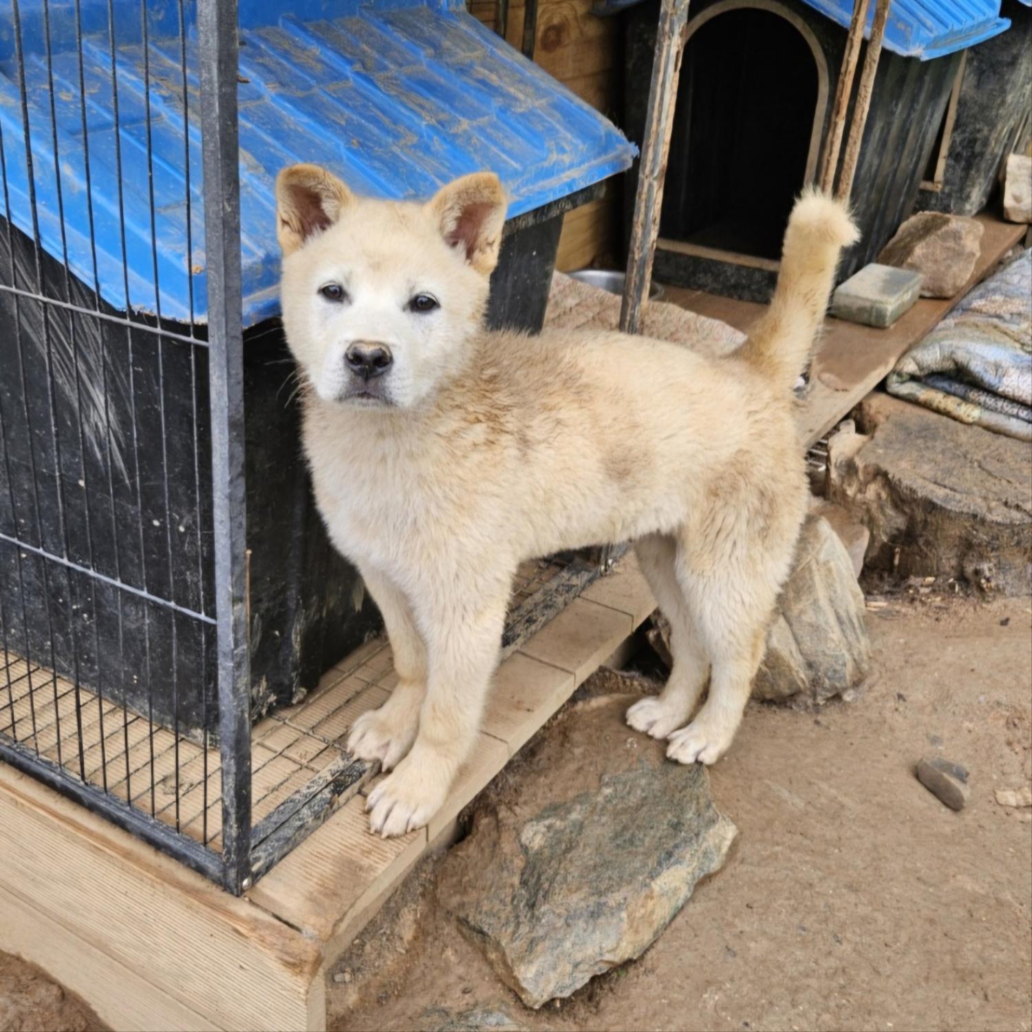 장성군동물보호센터_446498202400232