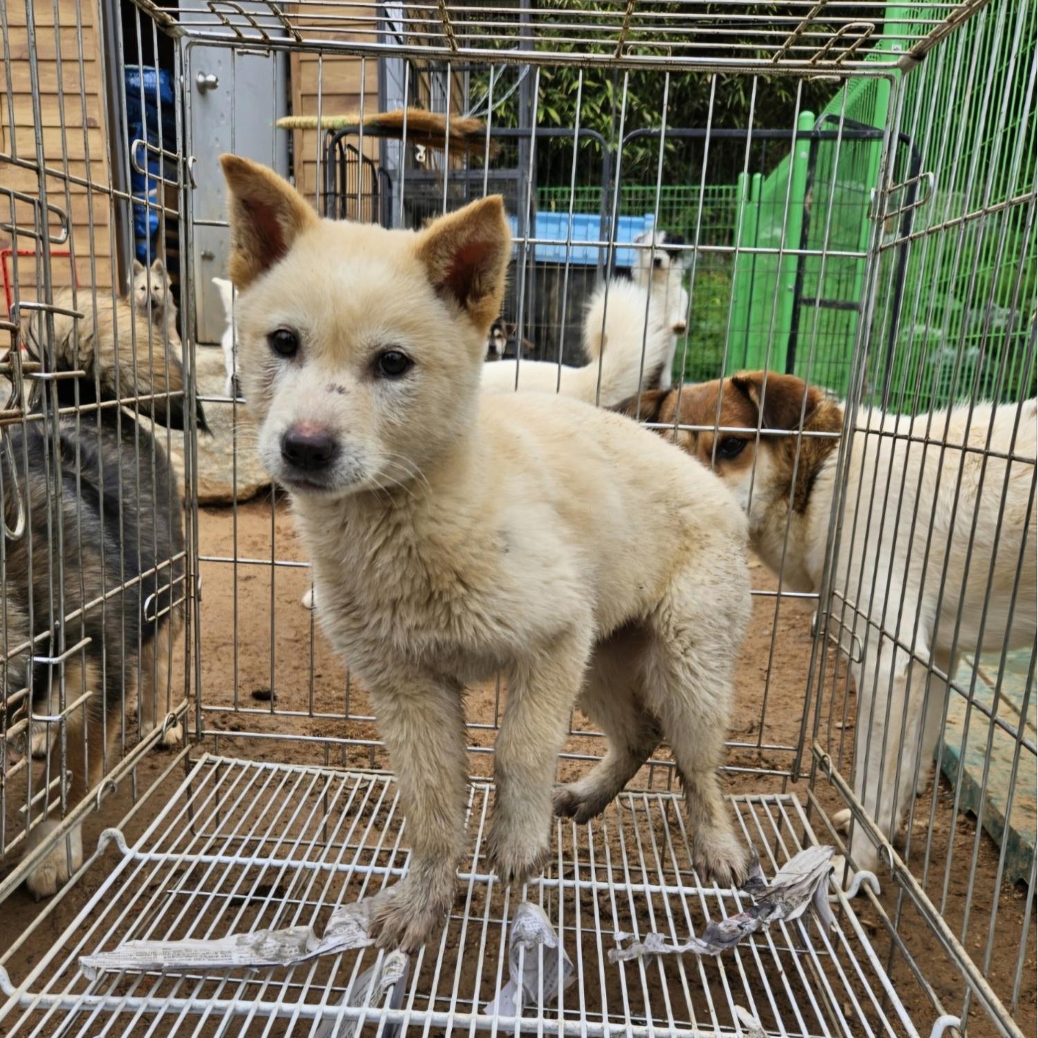 장성군동물보호센터_446498202400229