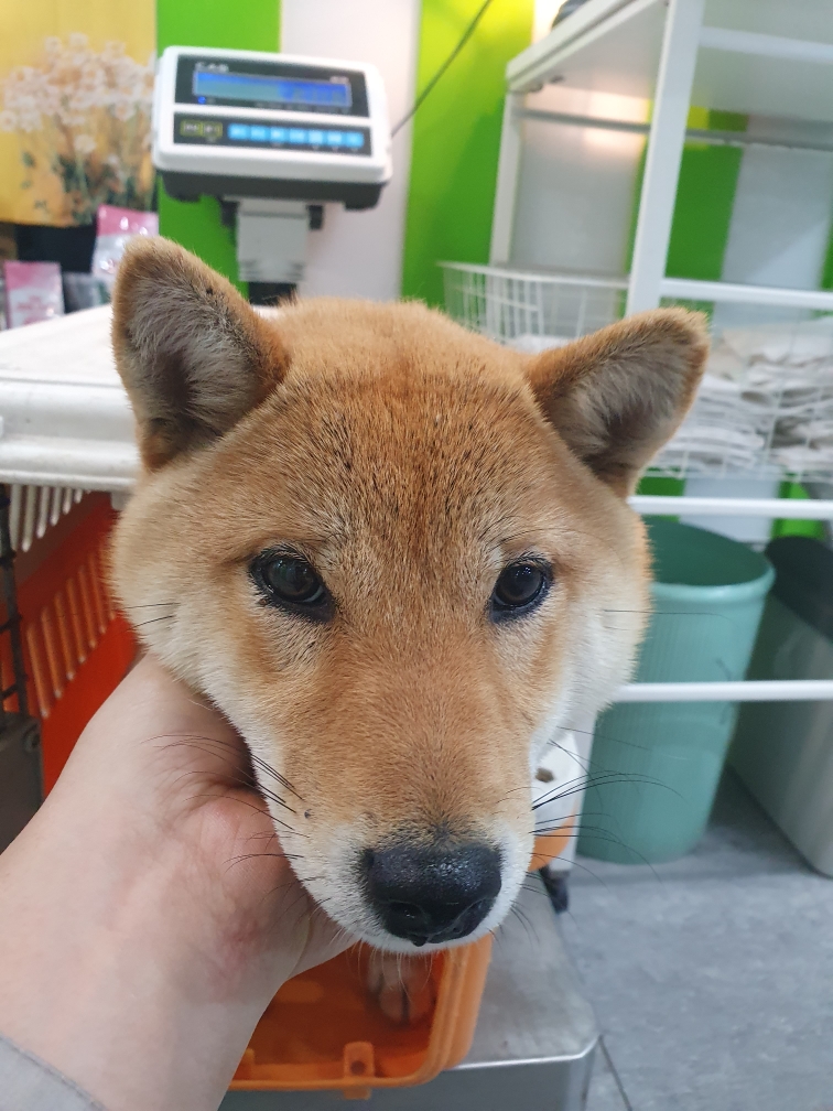 펫앤쉘터동물병원_441378202400458