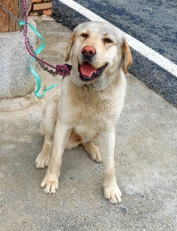 충남 금산 충남에서  라브라도 리트리버 발견 보호