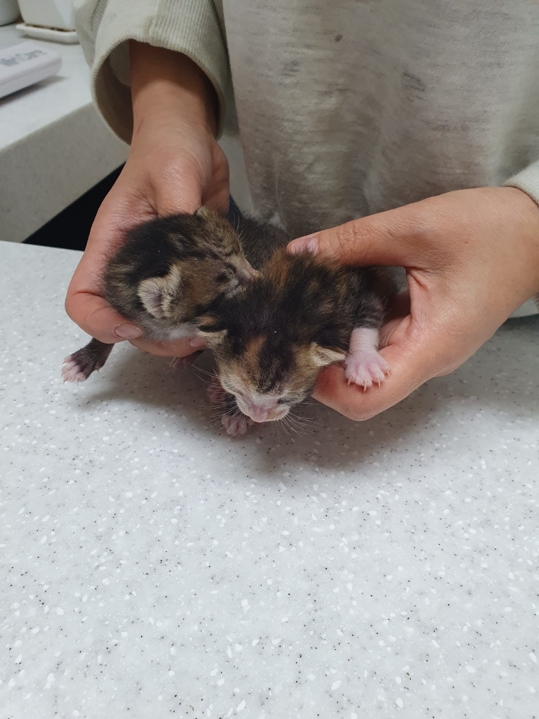 보호중 한국 고양이…