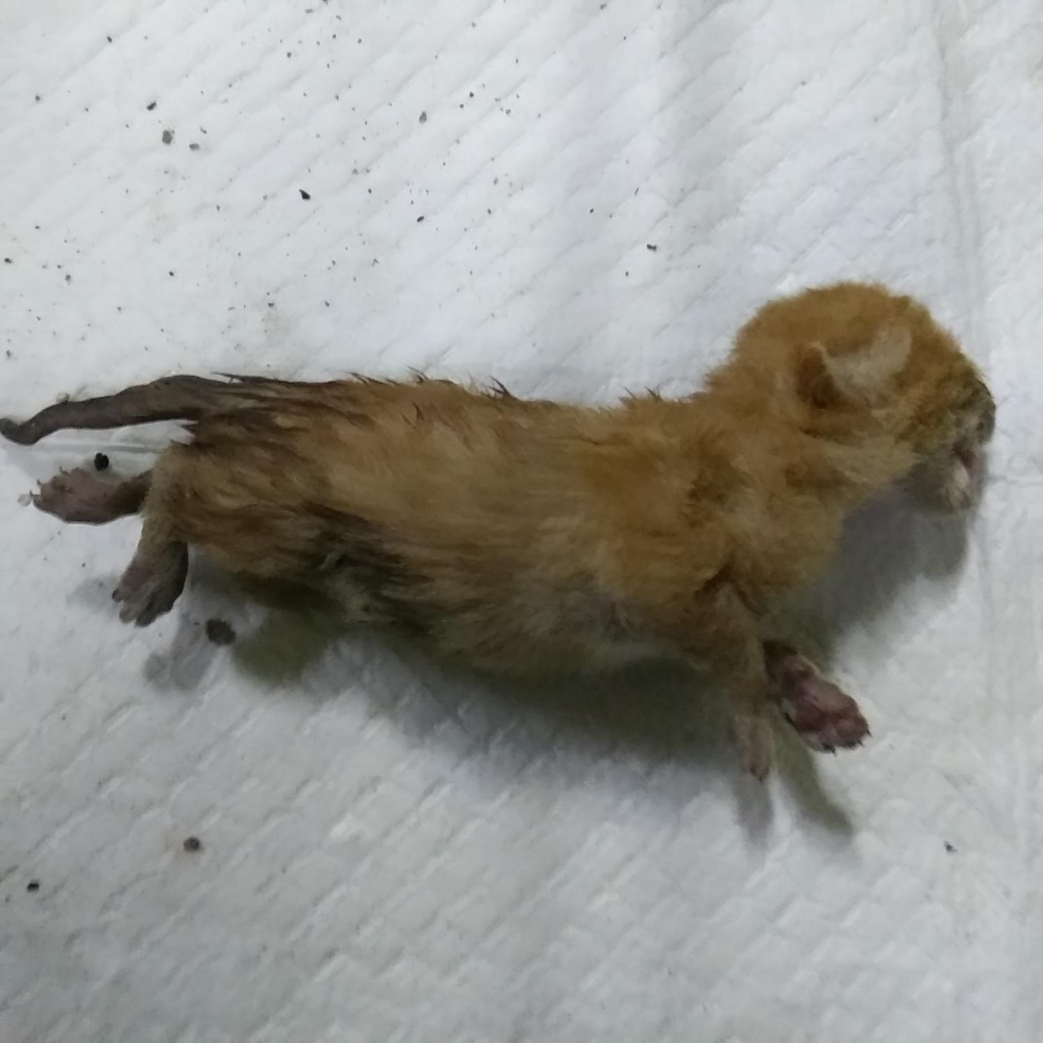 인천광역시수의사회_428351202400327