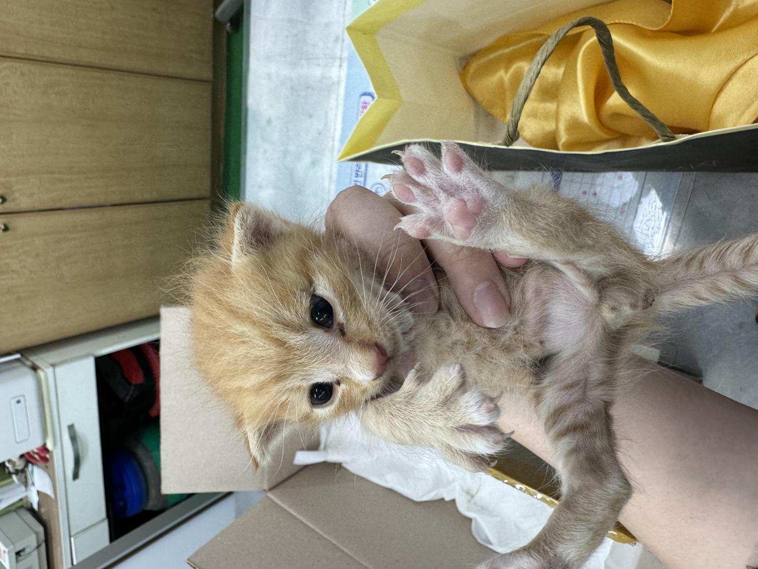 남부여동물보호소_444457202400386