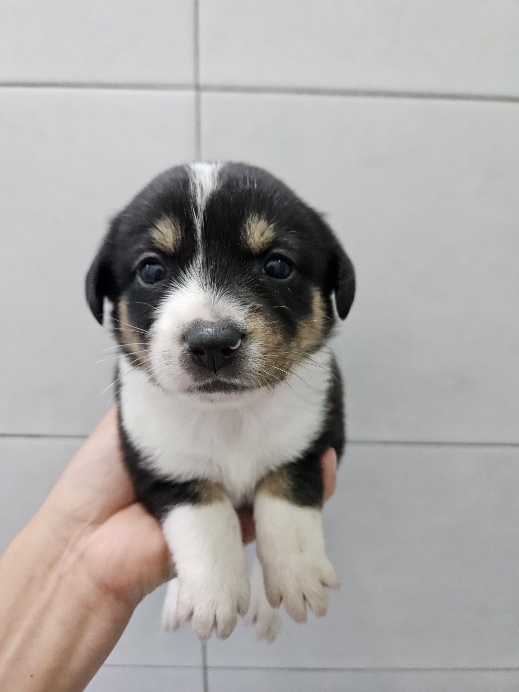 아산동물복지지원센터_444452202401382