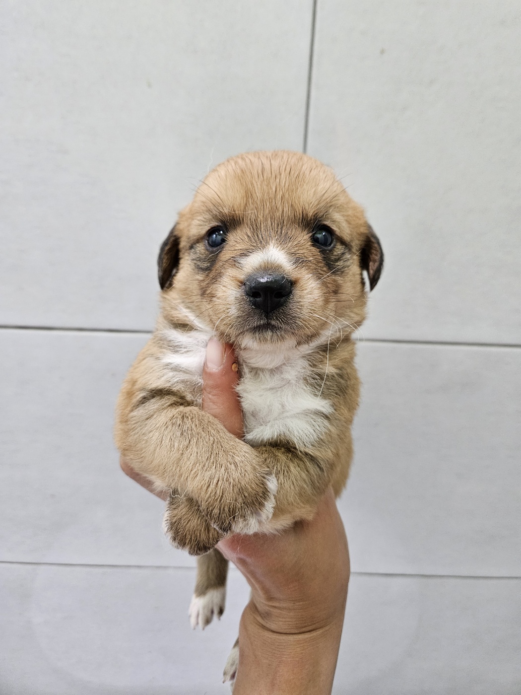 아산동물복지지원센터_444452202401384