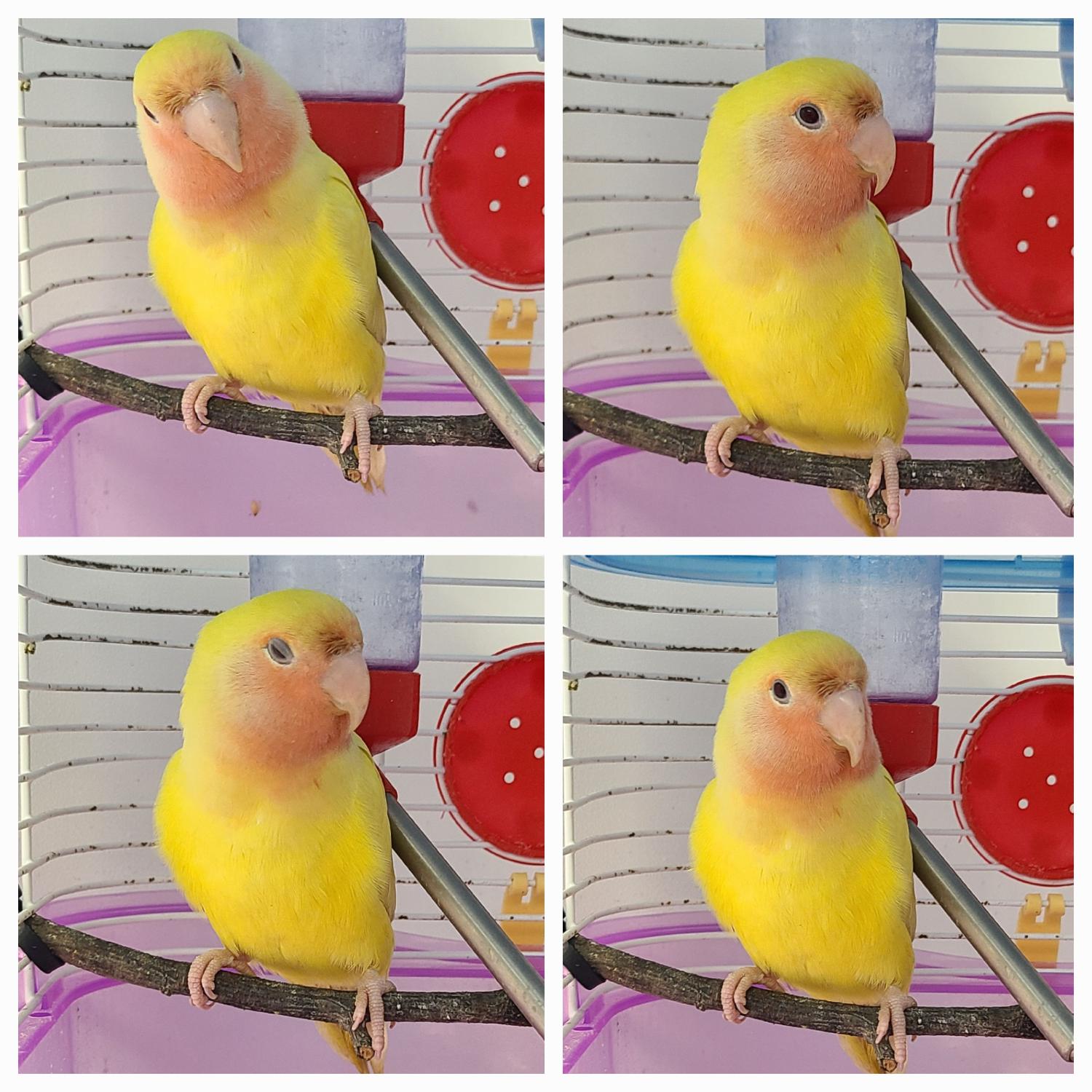 천안시 동물보호센터_444449202401051