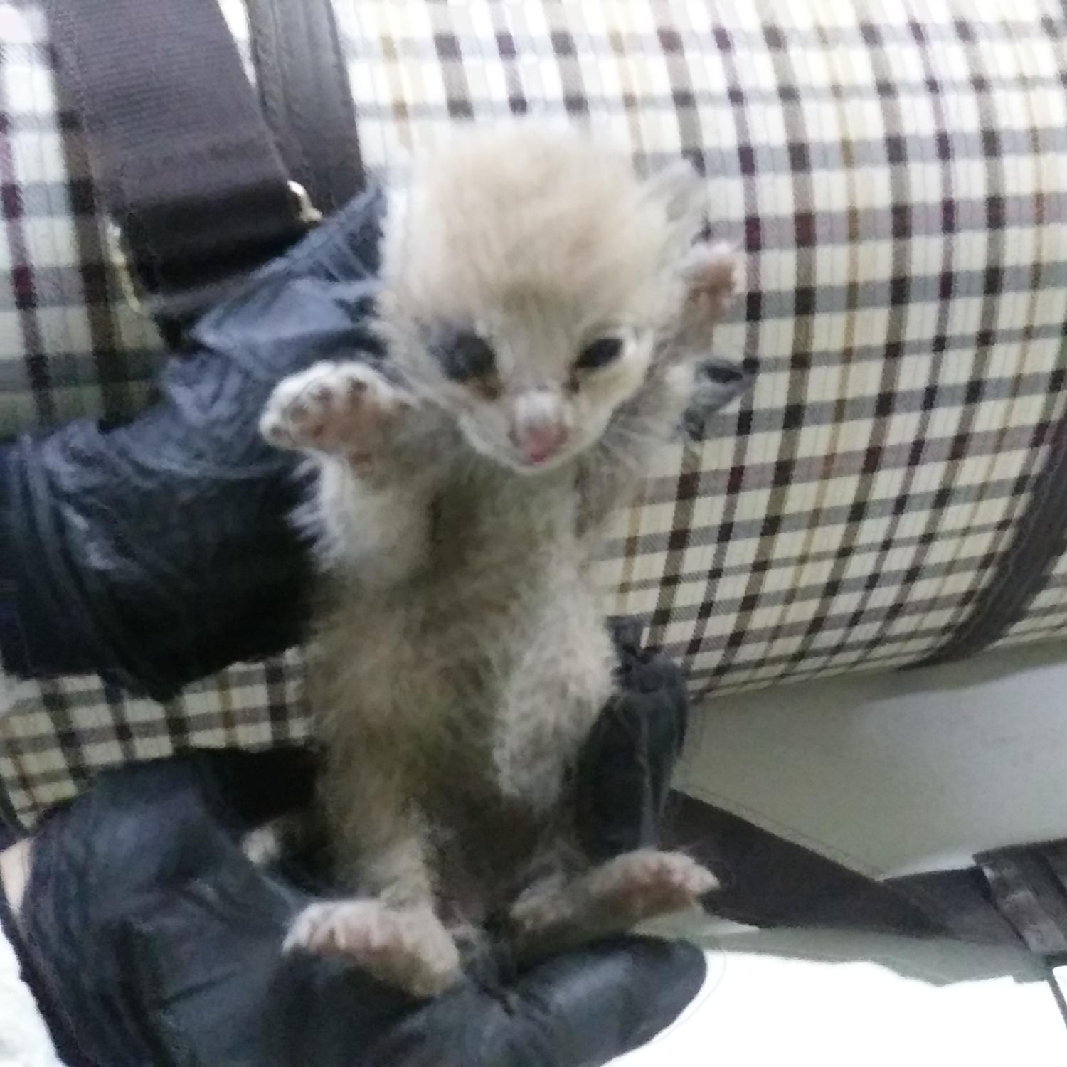 보호중 한국 고양이…