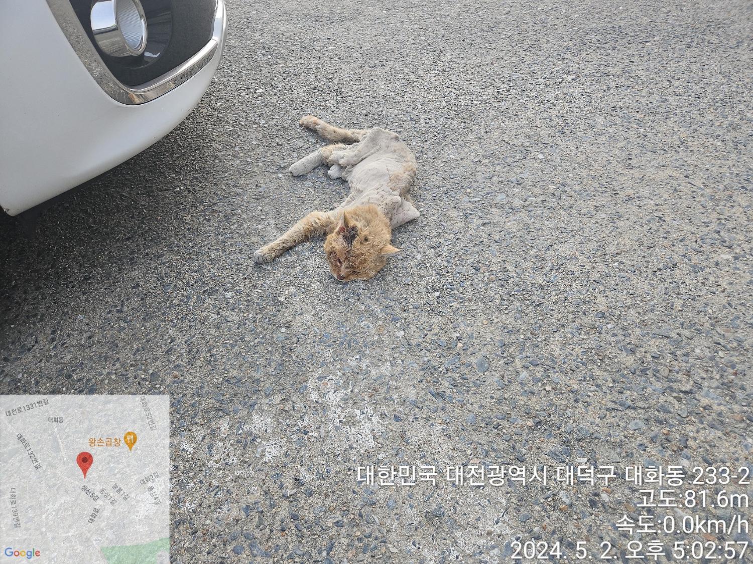 종료(안락사) 한국…