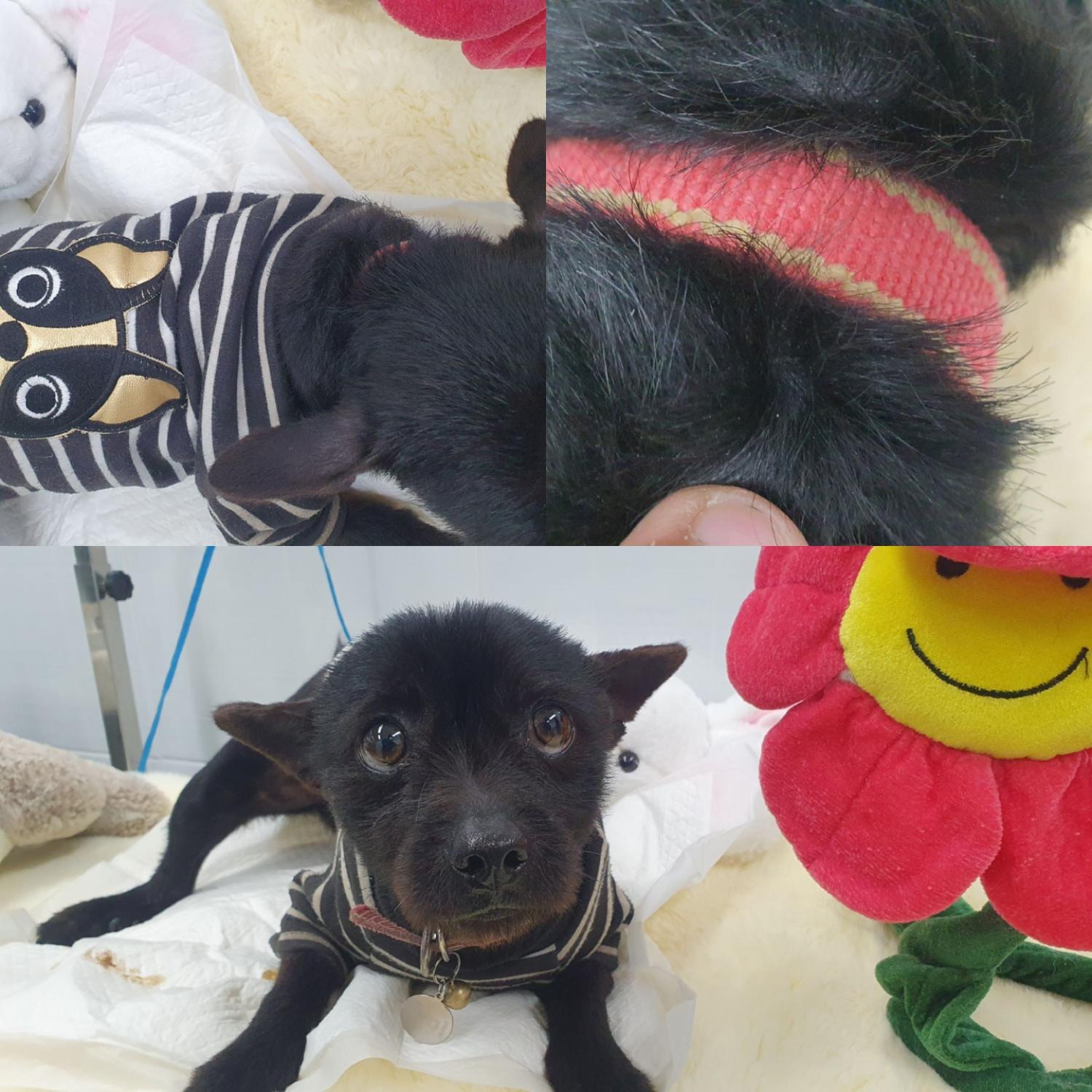 경주동물사랑보호센터_447505202400408