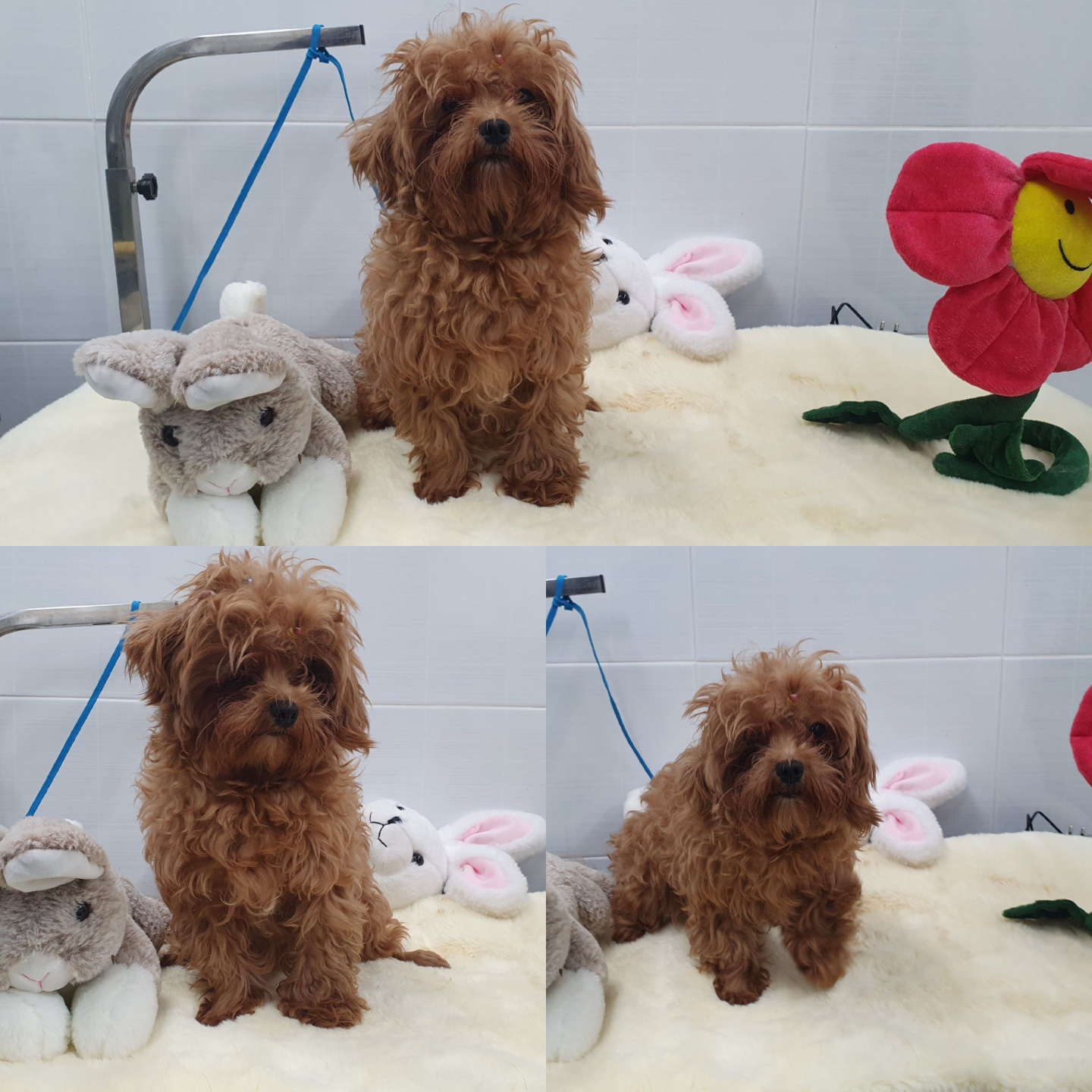 경주동물사랑보호센터_447505202400409