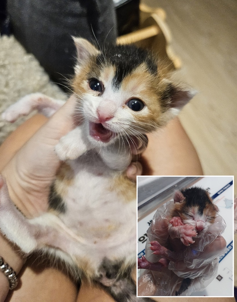 보호중 한국 고양이…