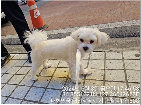 대전동물보호센터_430366202400172