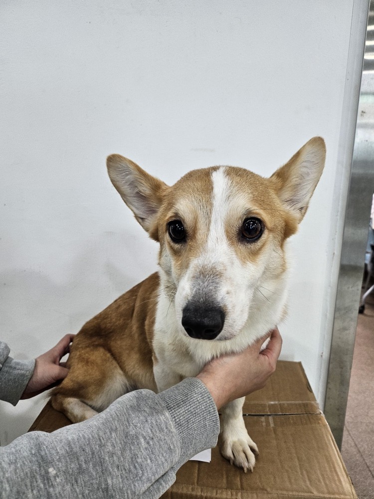 반려동물보호센터_443571202401488