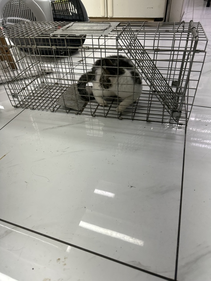 신공항동물병원_428349202400330