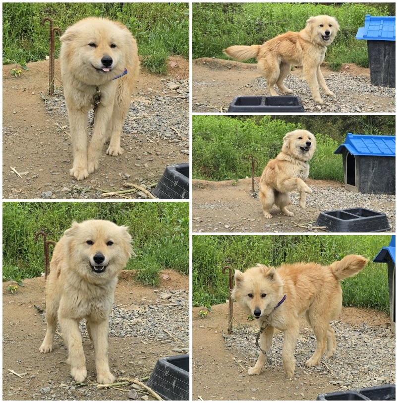 무안군유기동물보호소_446495202400291
