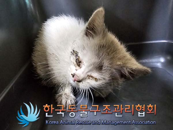 종료(입양) 한국 …