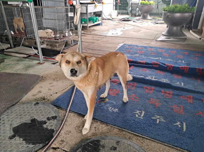 진주시동물보호센터_448531202401048