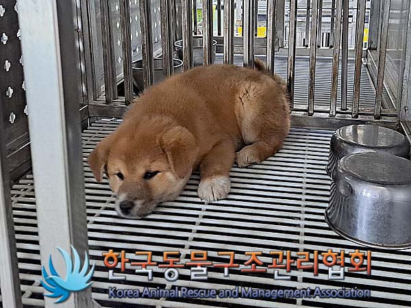한국동물구조관리협회_441392202400115