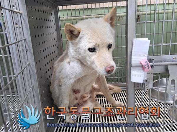 한국동물구조관리협회_441409202400621
