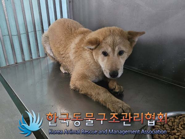 한국동물구조관리협회_441414202400293