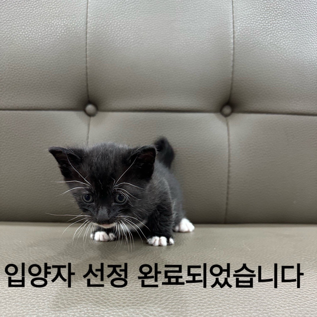 멘토동물병원_427346202400483