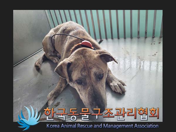 한국동물구조관리협회_441414202400296