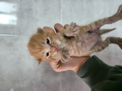동부유기동물보호협회_426333202400397