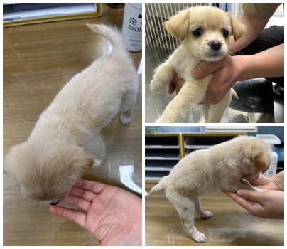 논산시 동물보호센터_444454202400331