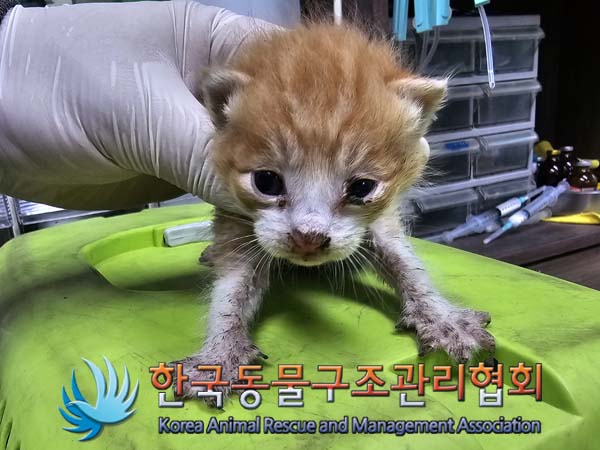 한국동물구조관리협회_411310202400279