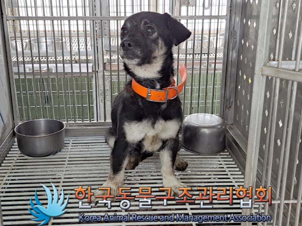 종료(기증) 믹스견…
