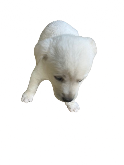 의령군 동물보호센터_448539202400165