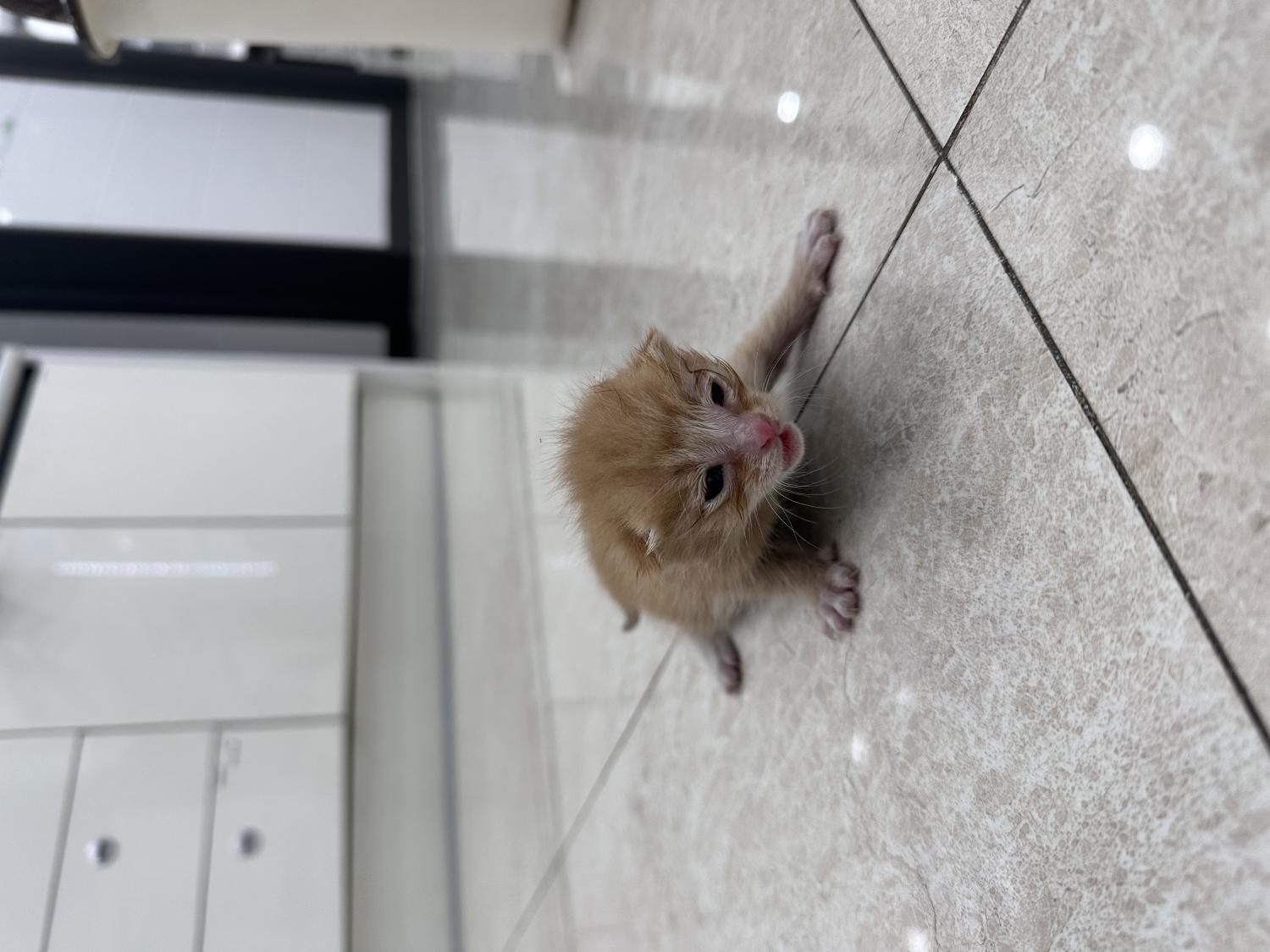 보호중 한국 고양이…