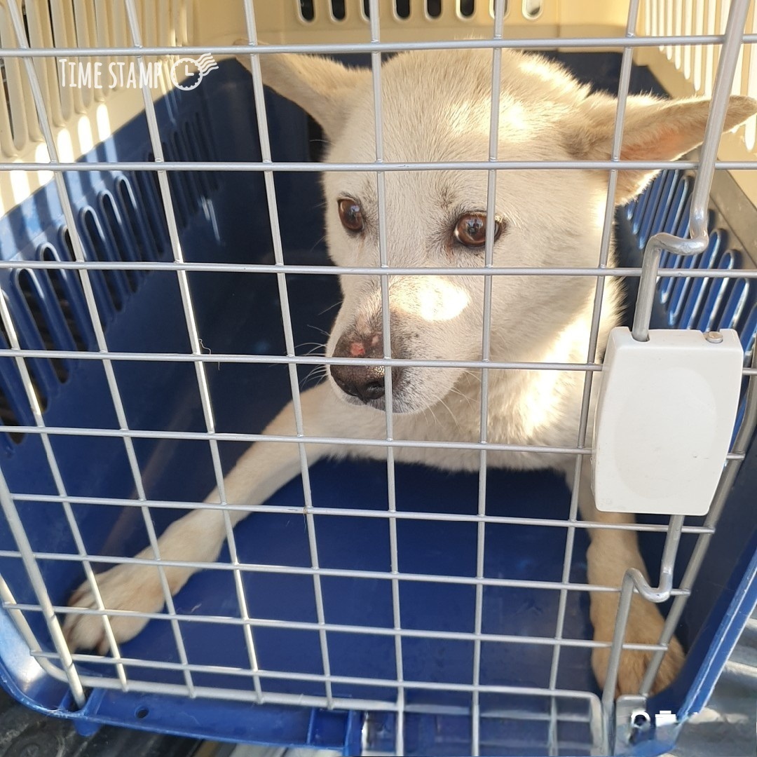 울산유기동물보호센터_431373202400554
