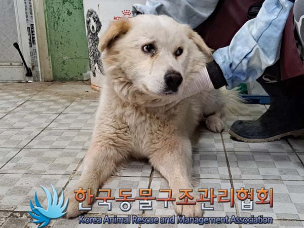 한국동물구조관리협회_441559202400502