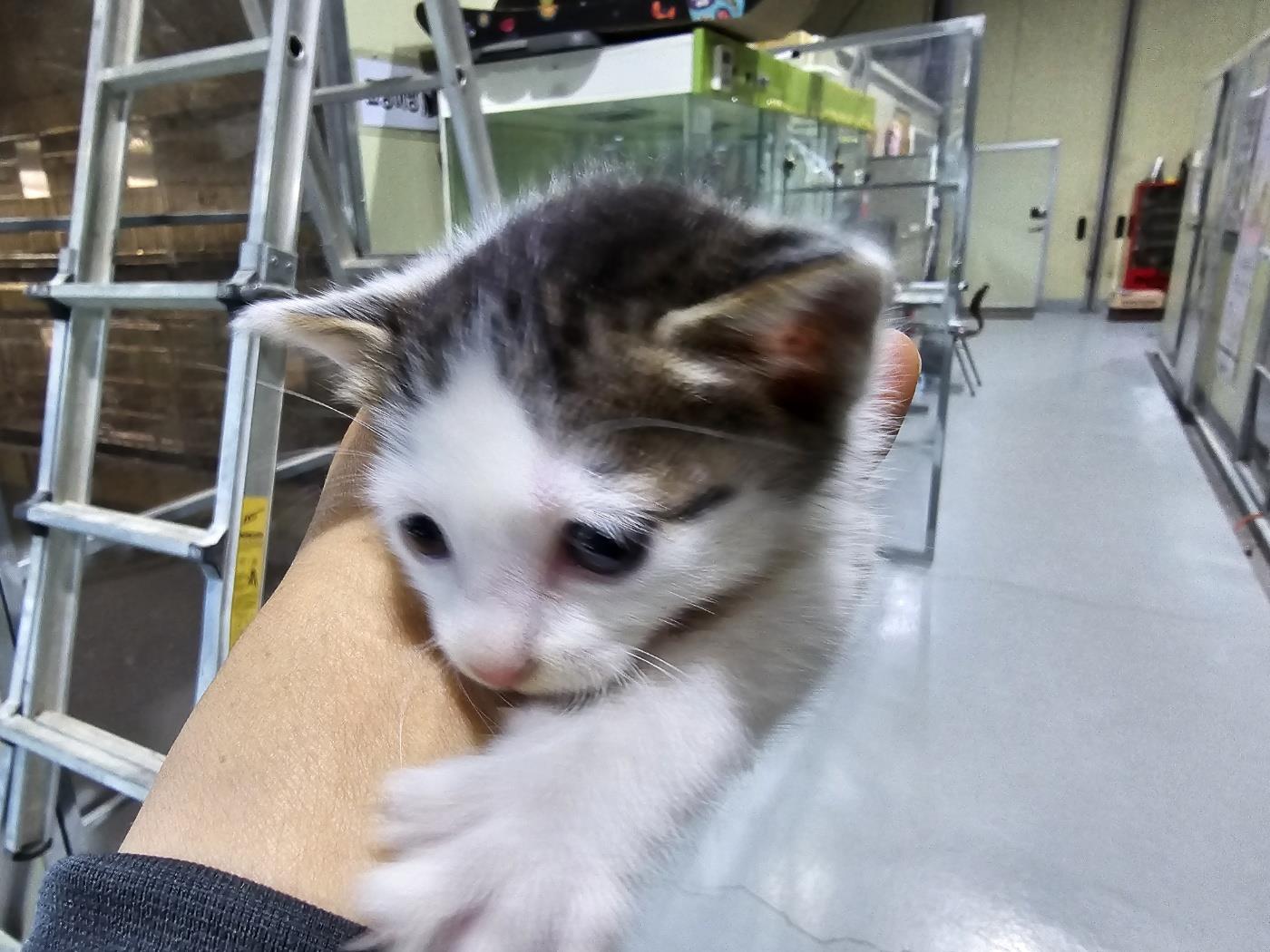 보호중 한국 고양이…